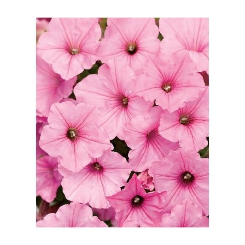 Supertunia Vista Bubblegum