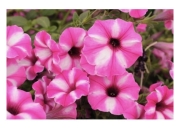 Supertunia  Raspberry Star