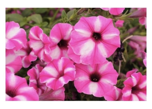 Supertunia  Raspberry Star