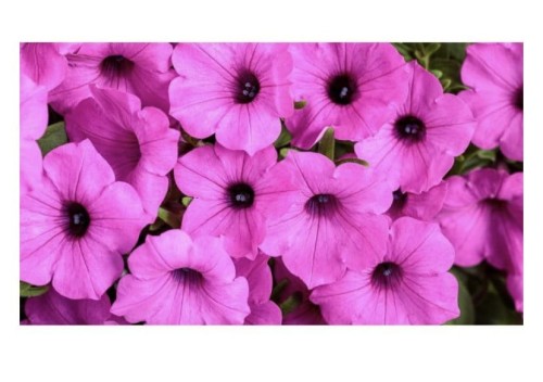 Supertunia Vista Jazzberry