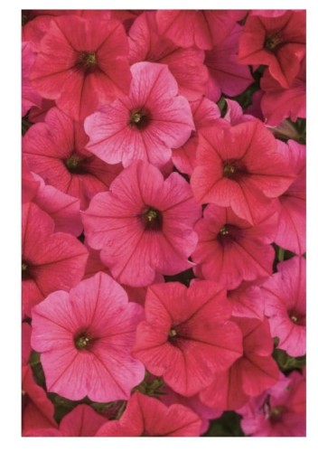 Supertunia Vista Paradise