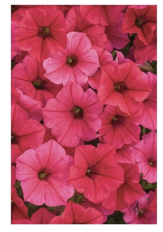 Supertunia Vista Paradise
