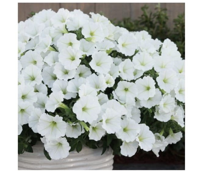 Supertunia Vista Snowdrift
