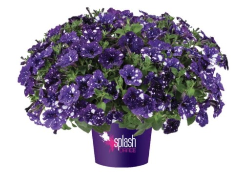 Petunia Splash Dance Bolero Blue