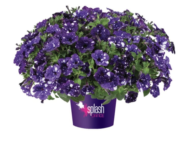 Petunia Splash Dance Bolero Blue
