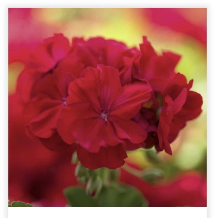 Pelargonia Calliope Red