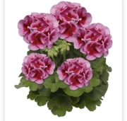 Pelargonia Calliope Rose Splash