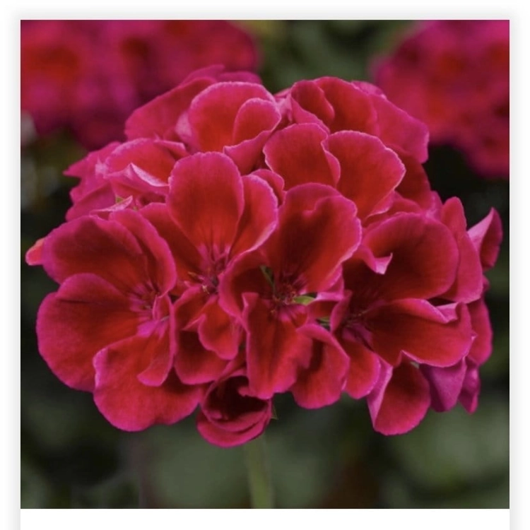 Pelargonia Calliope Red Splash