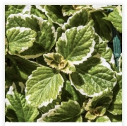 Plectranthus(Komarowiec)