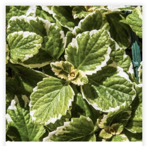 Plectranthus(Komarowiec)