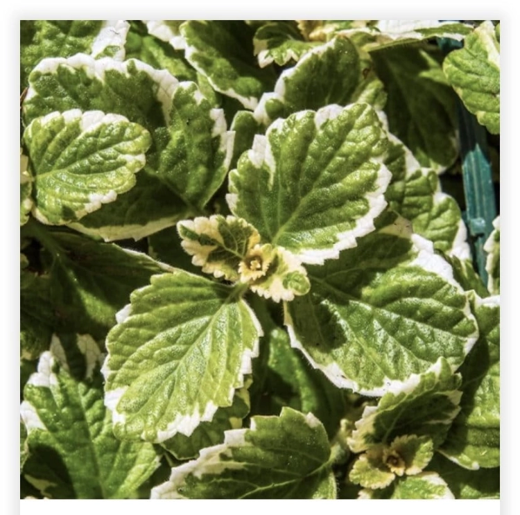 Plectranthus(Komarowiec)