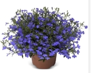 Lobelia Dark Blue