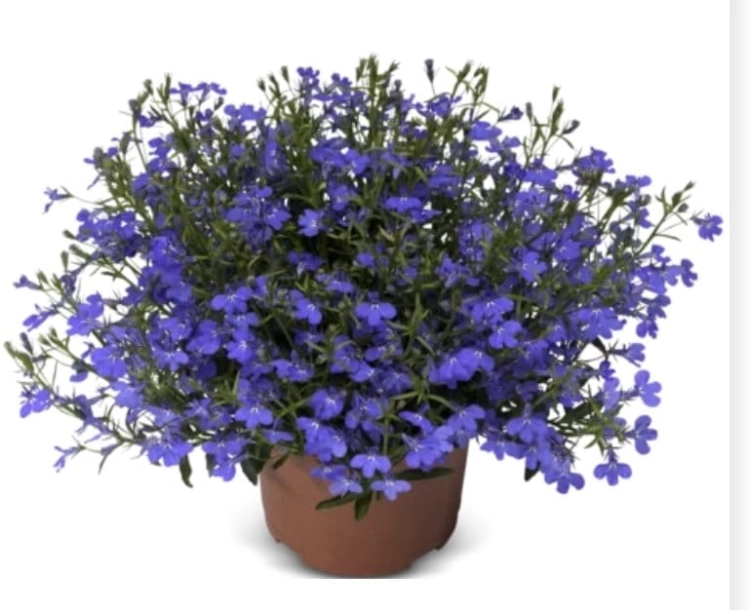 Lobelia Dark Blue