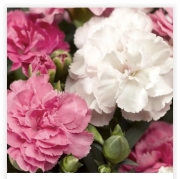Dianthus(Goździk)Pink