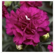 Dianthus(Goździk)Purple