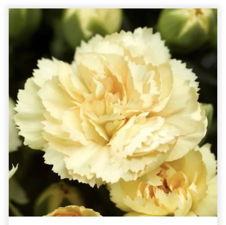 Dianthus(Goździk)Yellow