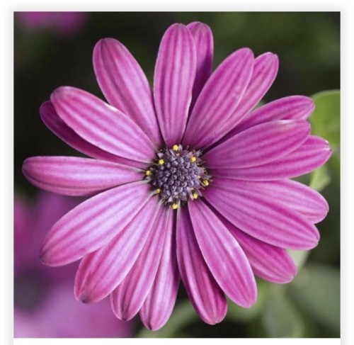 Osteospermum  Deep Purple