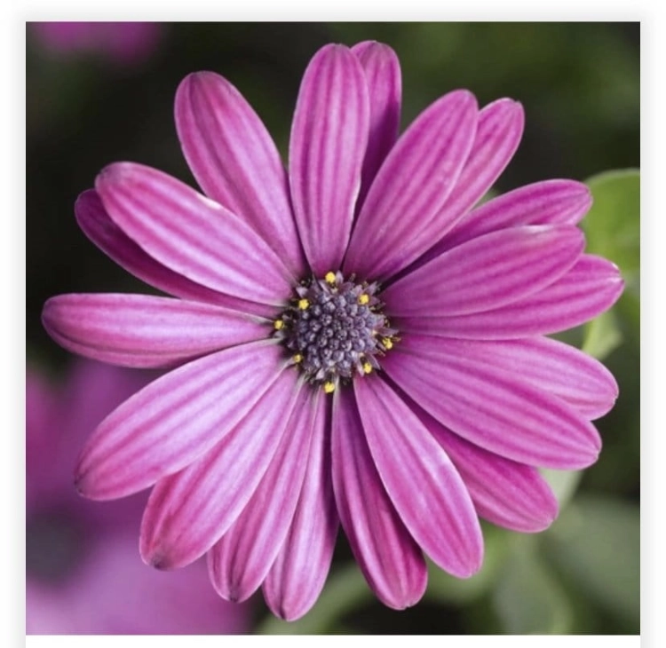 Osteospermum  Deep Purple