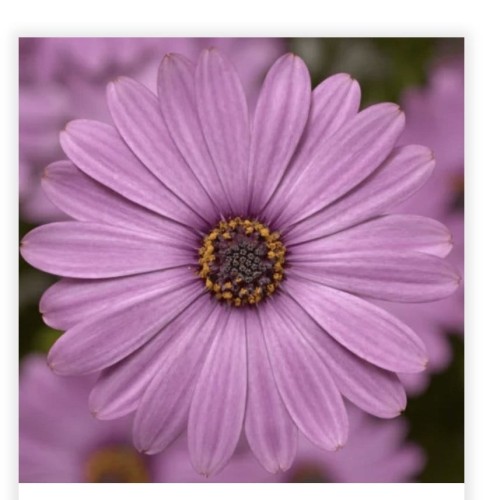 Osteospermum Light Purple