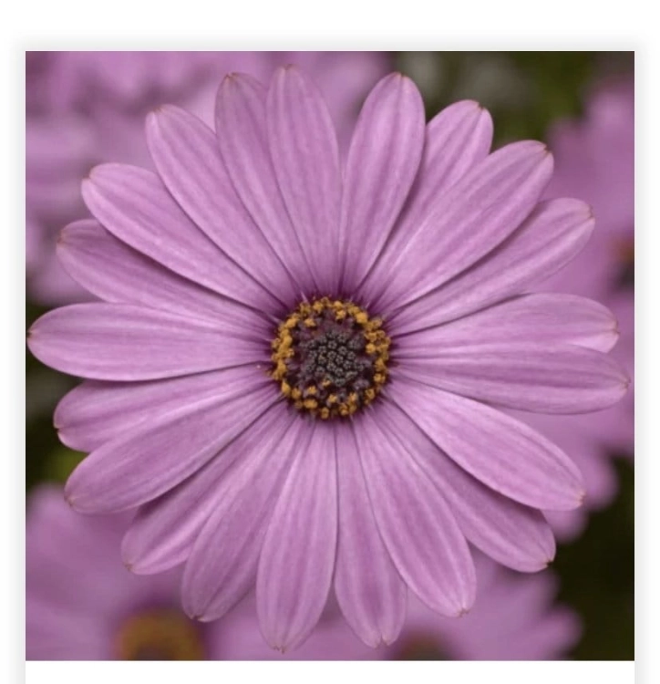 Osteospermum Light Purple