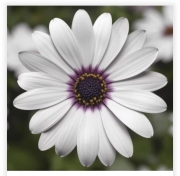 Osteospermum White