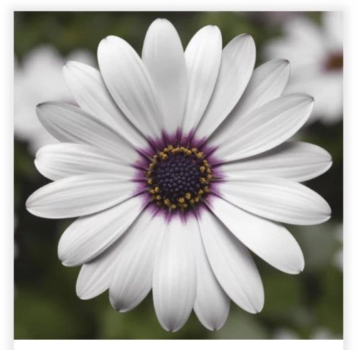 Osteospermum White