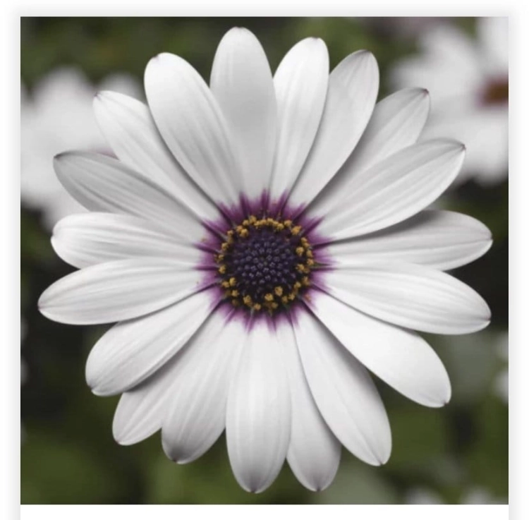 Osteospermum White