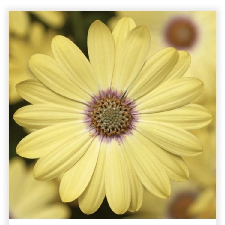 Osteospermum Yellow Bicolor