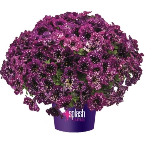 Petunia Splash Dance Magento