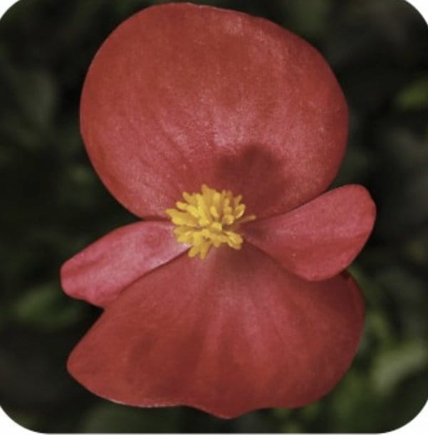 Begonia Semperflorens Bronze Scarlet