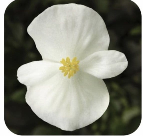 Begonia Semperflorens Bronze White