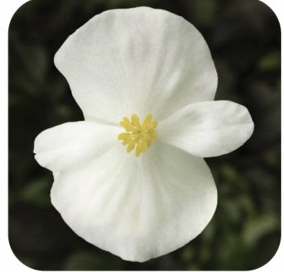 Begonia Semperflorens Bronze White