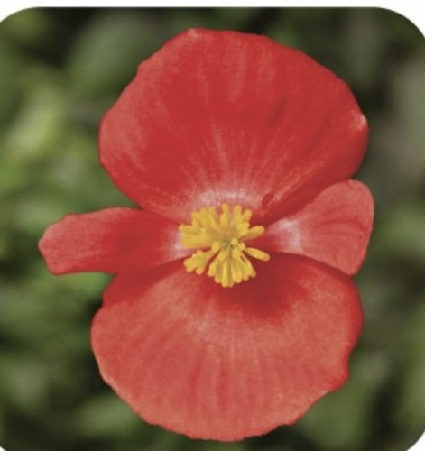 Begonia Semperflorens Skarlet