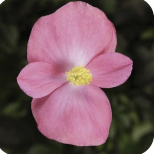 Begonia Semperflorens Rose