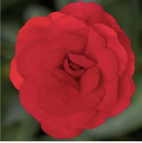 Begonia pełna Dark Red
