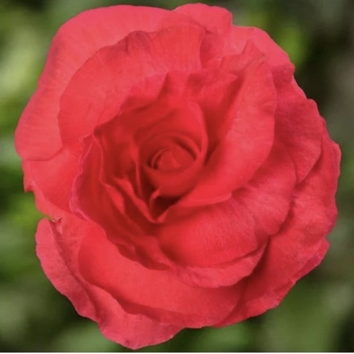 Begonia pełna Dark Rose