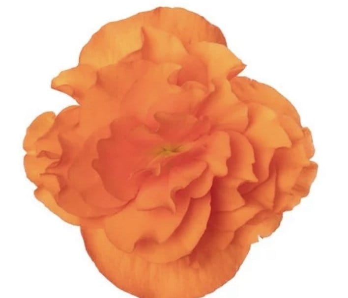 Begonia pełna Orange