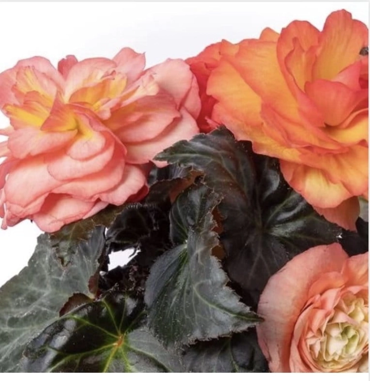 Begonia pełna Sunrise