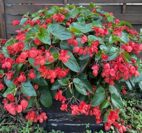 Begonia Dragon
