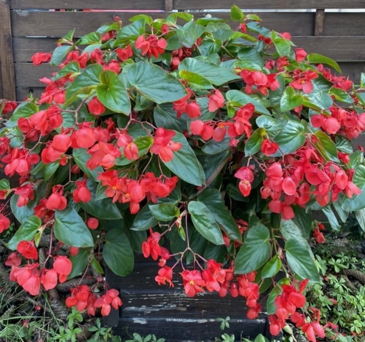 Begonia Dragon