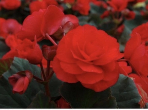 Begonia Solenia Red Improved