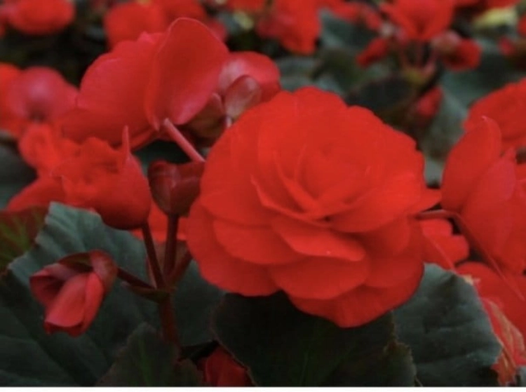 Begonia Solenia Red Improved