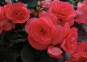 Begonia Solenia Dark Pink