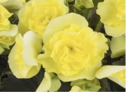 Begonia Solenia Yellow