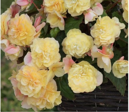 Begonia Sweetspice Yellow/zwisająca