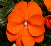 IMG_2146.jpeg