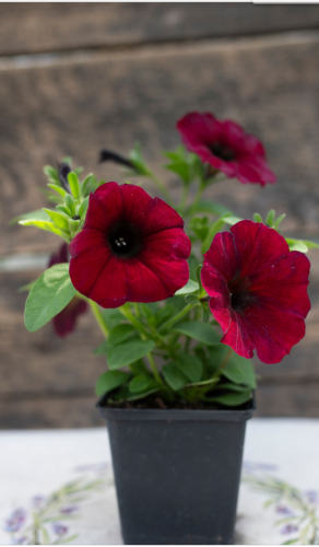 IMG_4138 (1).PNG