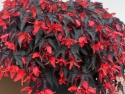 IMG_1921.jpeg