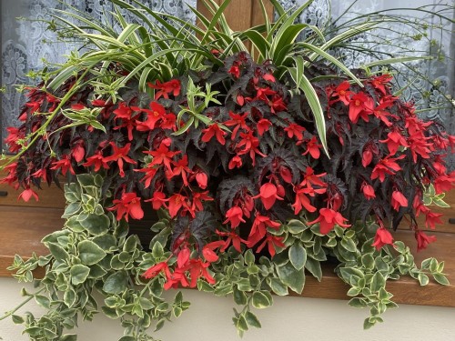 IMG_1919.jpeg