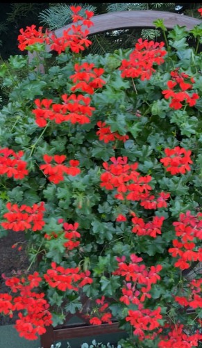 IMG_4150.jpeg